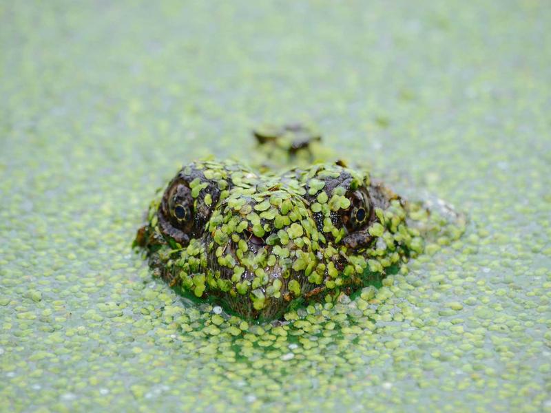 牧羊少年奇幻之旅<br>lyd4nhjn.cn 天命与金字塔
